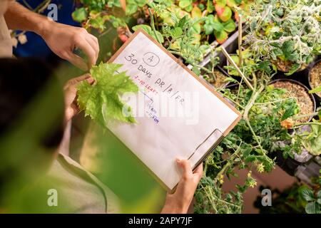 Mani di agricoltori contemporanei o selectionisti in piedi dalla coltivazione di pomodoro cespuglio Foto Stock