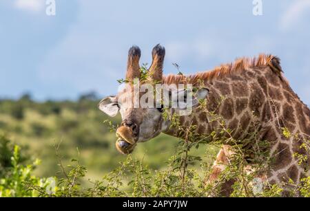 Una giraffa si affina su un giovane albero di spina nel Parco Nazionale Kruger in Sudafrica immagine in formato orizzontale Foto Stock