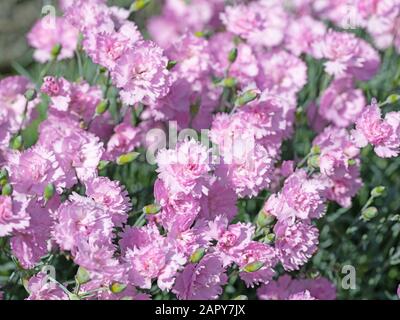 Garofani fioriti, dianthus, nel giardino Foto Stock