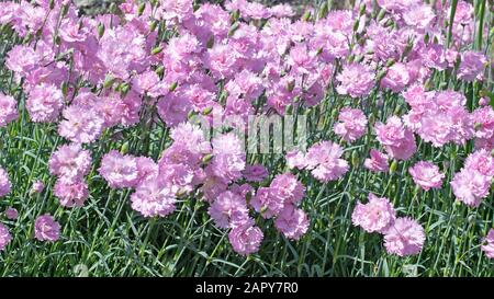 Garofani fioriti, dianthus, nel giardino Foto Stock