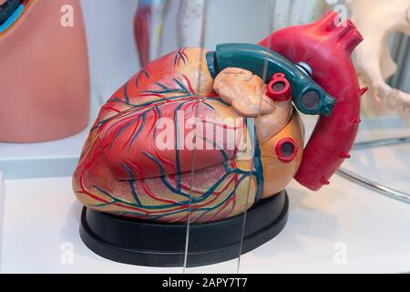 Modello anatomico del cuore umano dietro il vetro. Medicina Foto Stock