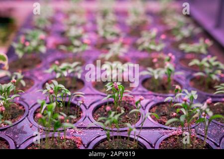 Molte file di piantine verdi crescenti in piccoli vasi all'interno della serra Foto Stock