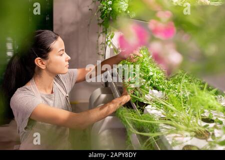 Giovane bruna seria femmina in abbigliamento da lavoro che esegue lavori di selezione Foto Stock