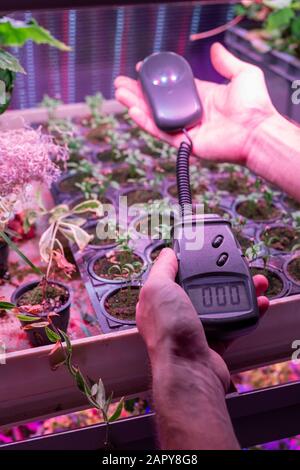 Lavoratore di serra o coltivatore che tiene il dispositivo di misurazione sopra piantine crescenti Foto Stock