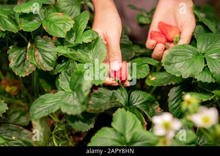 Mani di giovani giardiniere o contadino che raccolgono fragole rosse mature Foto Stock