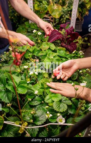 Mani di due giovani agricoltori che raccolgono fragole mature rosse che crescono su cespugli verdi Foto Stock