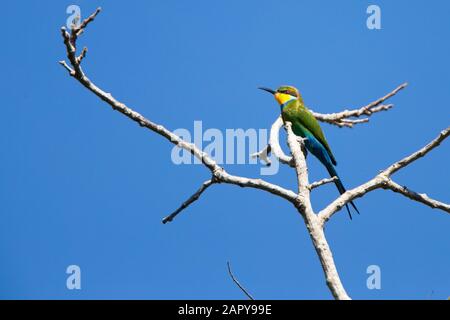 Merops hirundineus, arroccato su un albero, Gambia. Foto Stock