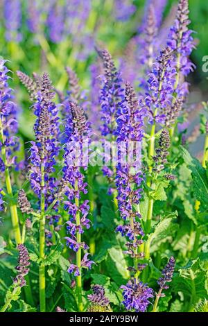 Giardino fiorito viola salvia nemorosa, nel giardino Foto Stock