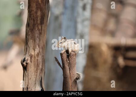 Scoiattolo nella foresta d'autunno sul ceppo dell'albero, parco. Foto Stock