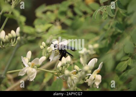 vespa nera appoggiata sui fiori bianchi della saga Foto Stock
