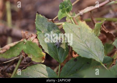 Housefly seduta su foglia verde shot Foto Stock