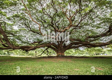 Grande albero con ingrandimento ramo Foto Stock