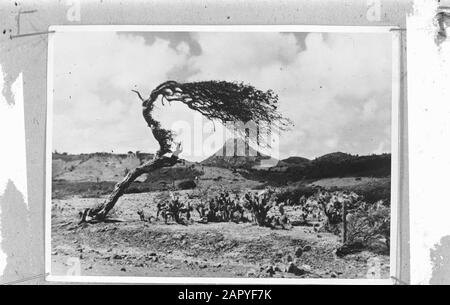 Wi [Indie Occidentali]/Anefo London Series Diviboom Annotation: Repronegative Date: 1940-1945 Location: Curaçao Keywords: Trees, Landscapes, World War Ii Foto Stock