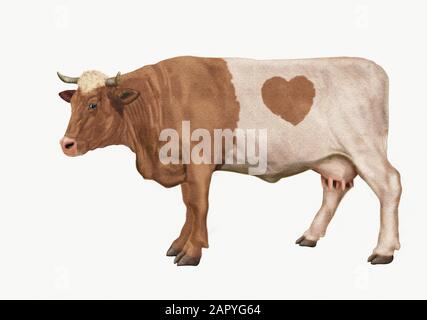Disegno realistico di illustrazione della mucca Foto Stock
