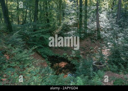 Pochi ruscelli scorrono tra gli alberi della foresta in qualche parte dei Paesi Bassi Foto Stock