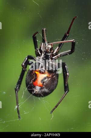 Ragno Widow nero, vista ventrale Latrodettus sp. Che mostra la caratteristica funzione di vetro-ora Foto Stock