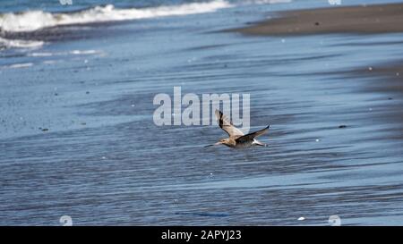 Godwit in volo a Motueka Sandspit, un sito di Ramsar riconosciuto a livello internazionale per uccelli marini locali e migranti, regione Tasman, Nuova Zelanda. Foto Stock