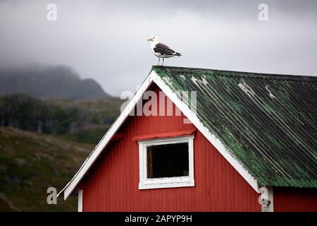 Isole Lofoten, un gabbiano seduto sul tetto dei tradizionali pescatori rossi`s capanne Rorbu, Norvegia Foto Stock