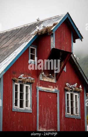 Isole Lofoten, gabbiani seduti sul tetto dei tradizionali pescatori rossi`s capanna Rorbu, Norvegia Foto Stock