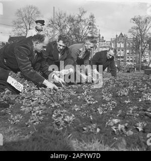 Piante di violetti al Frederiksplein di Amsterdam Data: 28 Marzo 1961 luogo: Amsterdam, Noord-Holland Parole Chiave: Piante Foto Stock