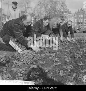 Piante di violetti al Frederiksplein di Amsterdam Data: 28 Marzo 1961 luogo: Amsterdam, Noord-Holland Parole Chiave: Piante Foto Stock