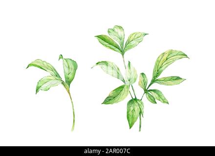 Set di foglie di acquerello. Due rami di pianta di peonia isolata su bianco. Fogliame verde dettagliato. Illustrazione floreale botanico per il disegno di nozze Foto Stock