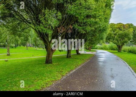 Pskov, vicolo salice nel Parco del fiume Pskova, piovosa giornata estiva Foto Stock