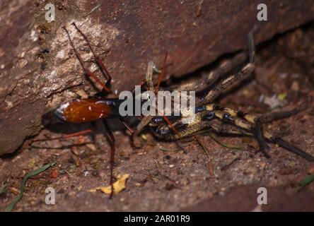 Ragno che mangia vespa, Pompilidae Sp. Con esso è pioggia Spider (Palystes superciliosus) preda 8 Foto Stock