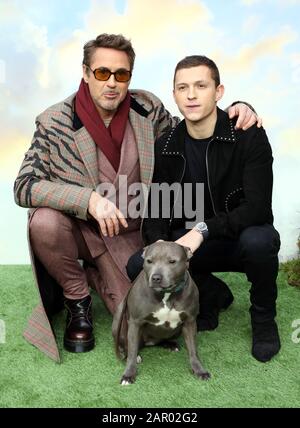 Robert Downey Jr. (A sinistra) Tom Holland e il suo cane Tessa durante la prima di Dolittle a Leicester Square, Londra.