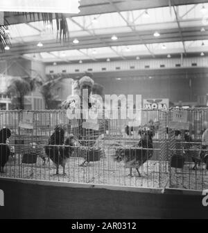 Fiera del pollame a Utrecht Data: 19 ottobre 1961 luogo: Utrecht Parole Chiave: Pollame, mostre Foto Stock