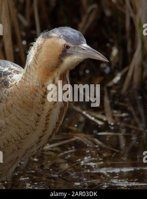 Testa illuminata posteriore di un timido Bittern, Botaurus stellaris, in piedi tra canne di caccia, alla ricerca di cibo, pesce. Preso a Blashford Lakes UK Foto Stock