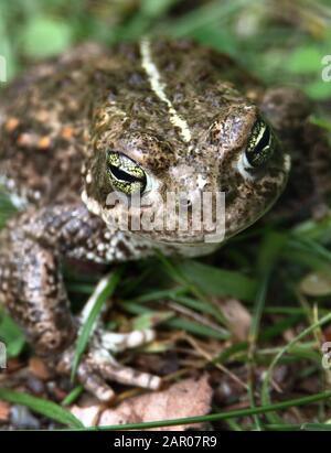 Natterjack toad, Epidalea calamita, colpo di testa che mostra gli occhi a strisce verdi distintivi, strisciando sull'erba. REGNO UNITO Foto Stock