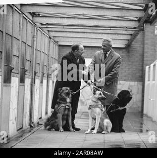 Tre cani sotto forma di denaro trasferito dalla banca di risparmio della città di Amsterdam al Royal Dutch Guide Dog Fund for training dogs Data: 30 ottobre 1962 luogo: Amsterdam, Noord-Holland Parole Chiave: Cani, formazione Foto Stock