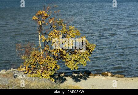 Paesaggi all'interno o intorno al Parco Nazionale di Banff, Alberta Calgary. Qui abbiamo una vista di un piccolo aspen al bordo del Lac Des Arc. Foto Stock