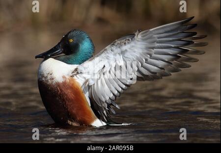 Profilo colpo di un Shoveler, Anas clypeata, anatra che batte le sue ali in acqua eretta con le ali aperte. Preso a Moors Valley UK Foto Stock