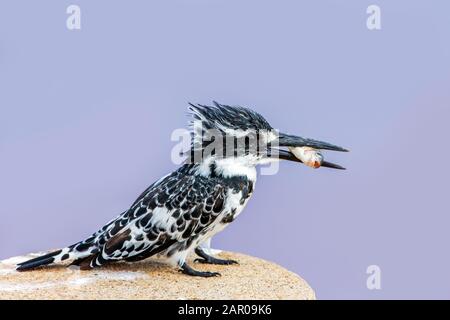 Un pescatore pied con pesce pescato nel becco nel Parco Nazionale Kruger, Sud Africa Foto Stock