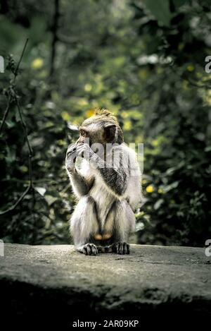 Baby Monkey seduto nel profilo, Ubud Foto Stock