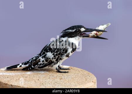 Un pescatore pied con pesce pescato nel becco nel Parco Nazionale Kruger, Sud Africa Foto Stock