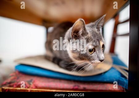 Spaventata, il piccolo gatto si nascondeva sotto il tavolo, sedette su una sedia e guarda curiosamente da un lato. Foto Stock
