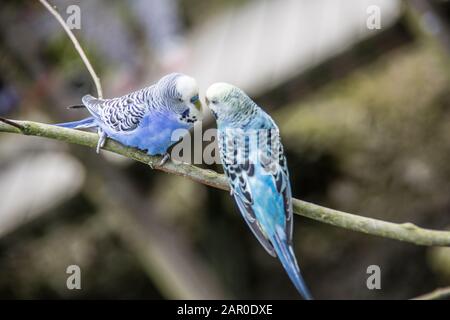 i parrocchetti cantano siedono sul ramo Foto Stock