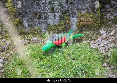 i parrocchetti cantano siedono sul ramo Foto Stock