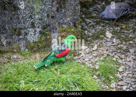 i parrocchetti cantano siedono sul ramo Foto Stock