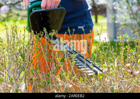 Recinto verde cespuglio di taglio del giardiniere femminile con tagliasiepi elettrici. Foto Stock