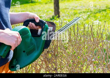 Recinto verde cespuglio di taglio del giardiniere femminile con tagliasiepi elettrici. Foto Stock