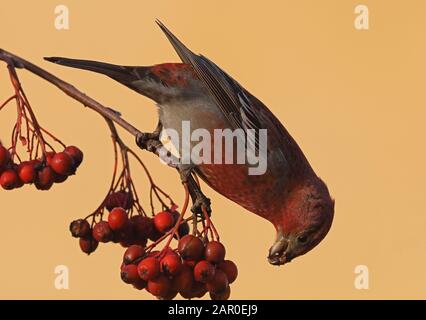 Grosbeak di pino, enucleatore di Pinicola che mangia frutti di bosco di Rowan Foto Stock