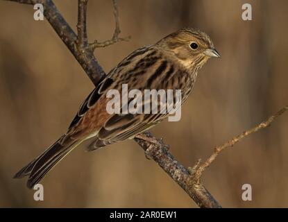 Yellowhammer, seduto sul persico, primo piano Foto Stock