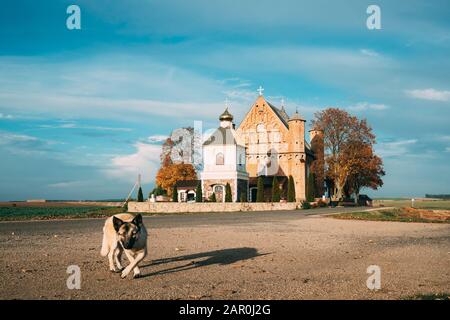 Synkavichy, Distretto Di Zelva, Provincia Di Hrodna, Bielorussia. Cane A Piedi Vicino Alla Vecchia Chiesa Di San Michele Arcangelo. Chiesa Gotica Fortificata Bielorussa. Fa Foto Stock