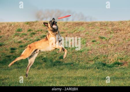 Malinois Dog Gioca Saltando In Corsa Con Plate Toy Outdoor Nel Parco. Lo Sheepdog Belga È Attivo, Intelligente, Amichevole, Protettivo, Di Allerta E Duro-Worki Foto Stock