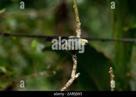 Flycatcher olivastro nella foresta nube che copre le pendici orientali delle Ande vicino Zamora in Ecuador. Foto Stock