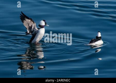 Drake bufflehead anatra flapping ali Foto Stock